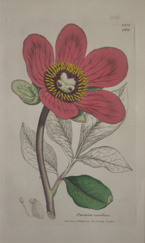 英国産植物図譜―リンネ式新編版