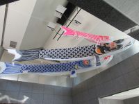 こいのぼり写真