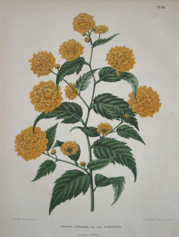 花譜４点
