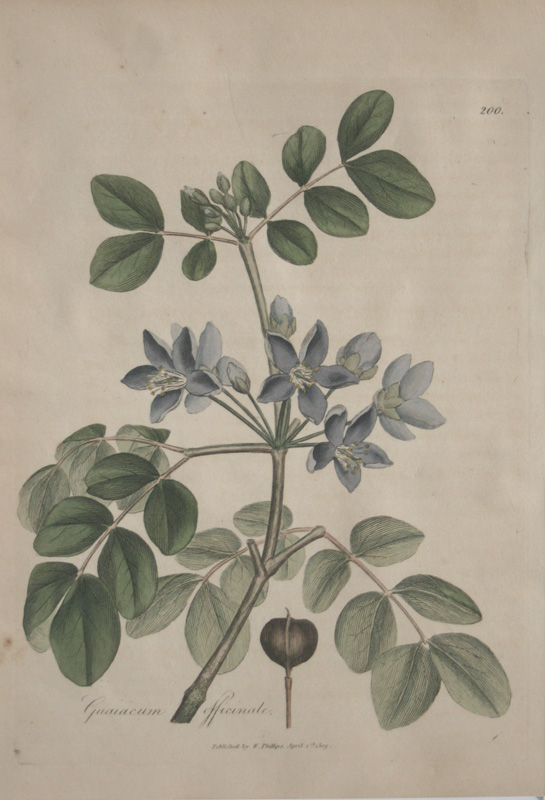 薬用植物図譜２