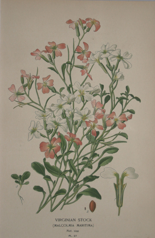 温室と庭園の花々６