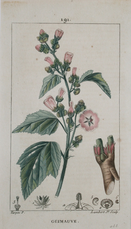 薬用植物誌４点