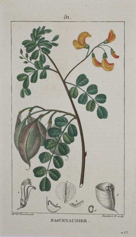 薬用植物誌２