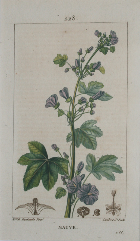 薬用植物誌３