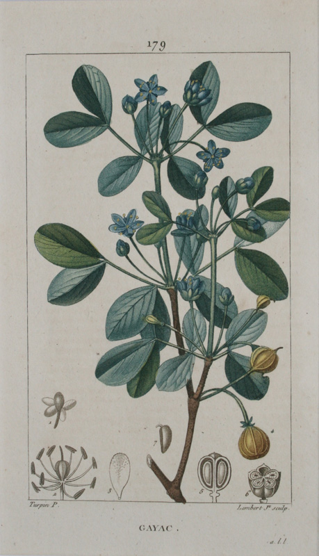 薬用植物誌４