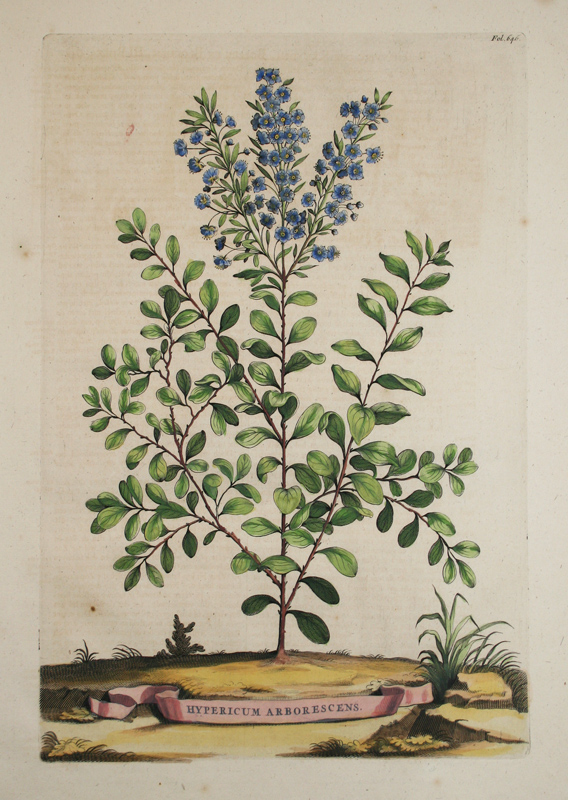 珍奇薬草誌２点