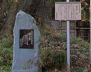 万福寺の椎の木の写真