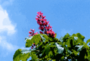 図書館庭園に咲くとちの木の赤い花の写真